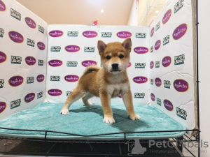 Photo №1. shiba inu - for sale in the city of Bruges | 160$ | Announcement № 75564