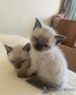 Photo №1. birman - for sale in the city of Erkner | 329$ | Announcement № 148348