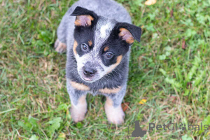 Photo №2 to announcement № 169658 for the sale of australian cattle dog - buy in Belgium 