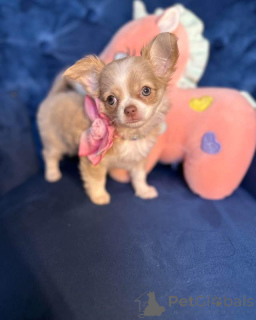 Photo №3. Wunderschöne Chihuahua-Welpen suchen ein liebevolles Zuhause. Austria