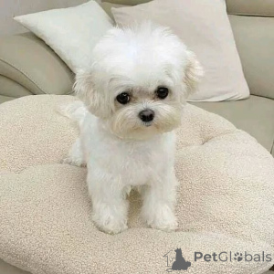 Photo №3. Meet Luca, the little guardian with a giant heart. Germany