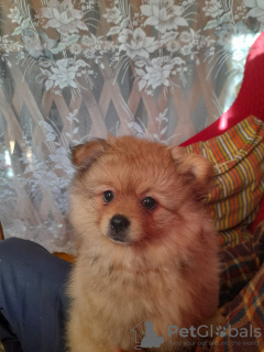 Photo №2 to announcement № 10619 for the sale of pomeranian - buy in Belarus breeder