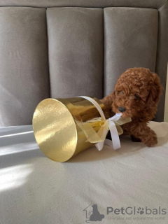 Photo №1. poodle (toy) - for sale in the city of Zrenjanin | negotiated | Announcement № 114819