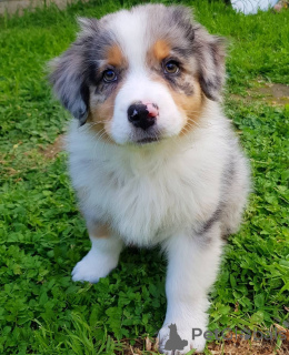 Photo №2 to announcement № 168167 for the sale of australian shepherd - buy in Greece private announcement