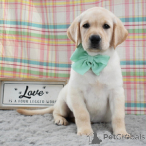 Photo №1. labrador retriever - for sale in the city of Frankfurt | 619$ | Announcement № 172780