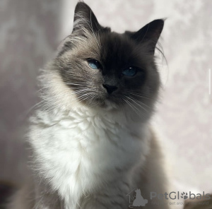 Photo №1. birman - for sale in the city of Munich | 423$ | Announcement № 109756