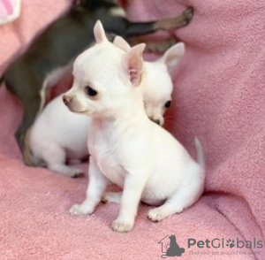 Photo №2 to announcement № 76850 for the sale of chihuahua - buy in Belgium 