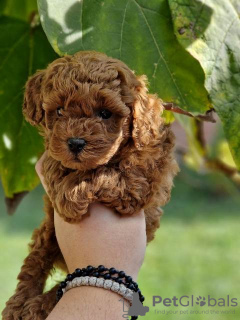 Photo №1. poodle (toy) - for sale in the city of Нови Сад | negotiated | Announcement № 81867