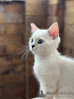 Additional photos: British shorthair blue eyes boy