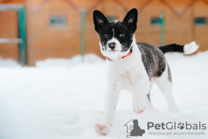 Photo №2 to announcement № 42113 for the sale of non-pedigree dogs - buy in Russian Federation private announcement