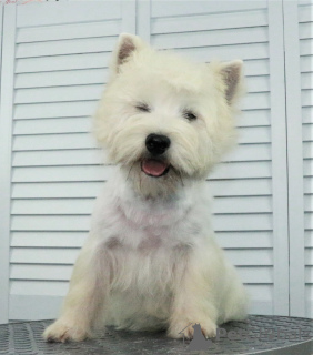 Additional photos: West Highland White Terrier puppy from International Champion