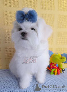 Photo №1. maltese dog - for sale in the city of Kiev | 1300$ | Announcement № 68748