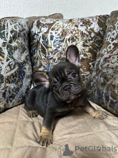 Photo №4. I will sell french bulldog in the city of Kikinda.  - price - negotiated