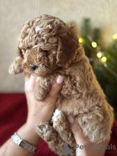 Photo №2 to announcement № 161954 for the sale of maltipu - buy in Russian Federation breeder