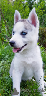 Photo №2 to announcement № 10659 for the sale of siberian husky - buy in Ukraine private announcement