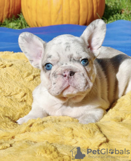 Photo №4. I will sell french bulldog in the city of Лидс. private announcement - price - Is free