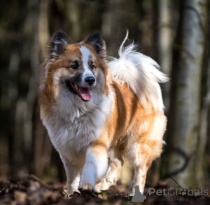 Photo №3. Icelandic sheepdog. Germany