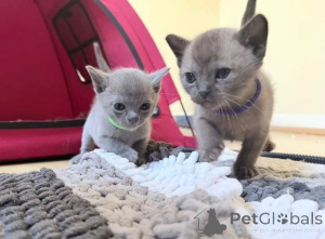 Photo №1. burmese cat - for sale in the city of Baumholder | 361$ | Announcement № 177532