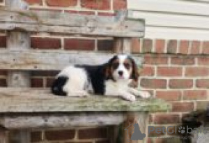 Photo №2 to announcement № 129097 for the sale of bernese mountain dog - buy in Finland breeder