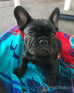 Additional photos: French bulldog puppies for sale