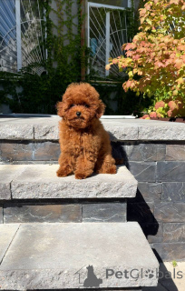 Photo №4. I will sell poodle (toy) in the city of Brighton and Hove. private announcement - price - 361$