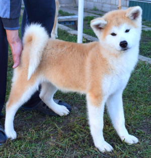 Photo №2 to announcement № 3760 for the sale of akita - buy in Russian Federation breeder
