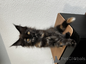 Photo №1. maine coon - for sale in the city of Pyatigorsk | 1001$ | Announcement № 155992