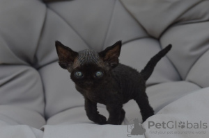 Photo №2 to announcement № 121026 for the sale of devon rex - buy in Germany private announcement, breeder