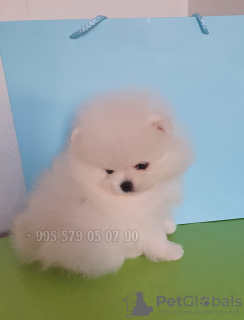 Photo №4. I will sell pomeranian in the city of Tbilisi. private announcement, from nursery - price - negotiated