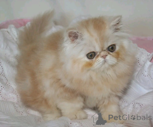 Photo №3. Munchkin-Kätzchen zur Adoption verfügbar. Germany