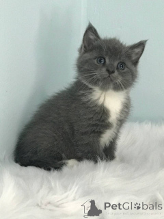 Photo №2 to announcement № 140366 for the sale of scottish straight - buy in United States private announcement