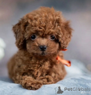 Photo №2 to announcement № 162516 for the sale of maltipu - buy in Germany 