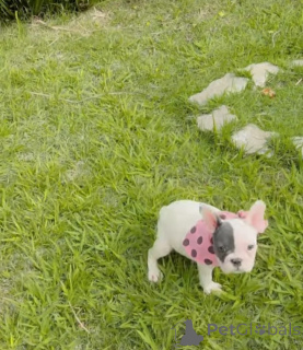 Photo №3. French Bulldog Puppy Available for Adoption . Germany
