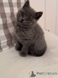 Photo №2 to announcement № 173790 for the sale of british shorthair - buy in United Kingdom private announcement, breeder