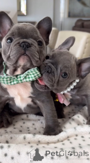 Photo №2 to announcement № 142821 for the sale of french bulldog - buy in Germany private announcement