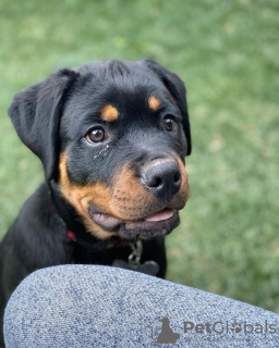 Photo №1. rottweiler - for sale in the city of Братислава | 475$ | Announcement № 118170