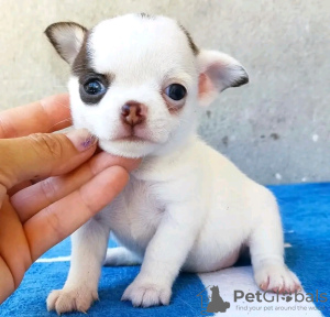 Photo №2 to announcement № 132048 for the sale of chihuahua - buy in Spain breeder