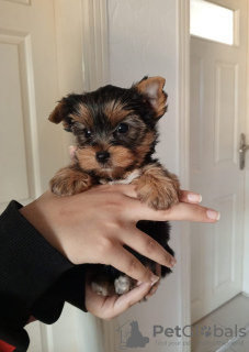 Additional photos: We offer Yorkshire Terrier puppies