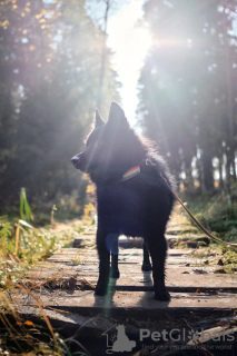 Additional photos: Schipperke Venya is looking for a home.