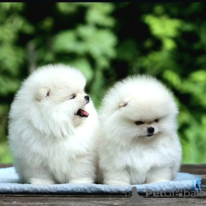 Photo №2 to announcement № 122725 for the sale of pomeranian - buy in Germany private announcement