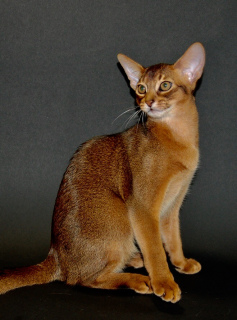 Photo №1. abyssinian cat - for sale in the city of Krivoy Rog | 600$ | Announcement № 6596