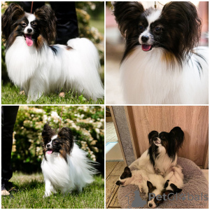 Photo №2 to announcement № 37392 for the sale of papillon dog - buy in Belarus private announcement