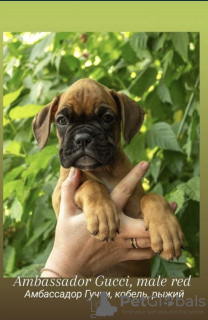 Photo №2 to announcement № 110716 for the sale of boxer - buy in Uzbekistan private announcement