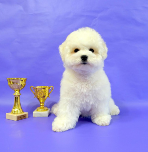 Photo №2 to announcement № 2228 for the sale of bichon frise - buy in Russian Federation private announcement, from nursery, breeder
