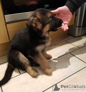 Photo №2 to announcement № 56464 for the sale of german shepherd - buy in Finland private announcement