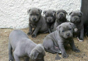 Photo №1. staffordshire bull terrier - for sale in the city of Langen | 599$ | Announcement № 175184