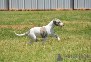 Photo №1. whippet - for sale in the city of Malacca | 500$ | Announcement № 145649