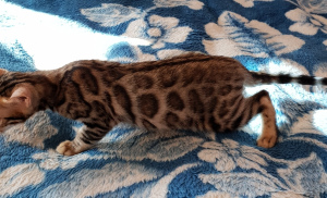 Additional photos: Kittens from the nursery. Bengals and Savannah.
