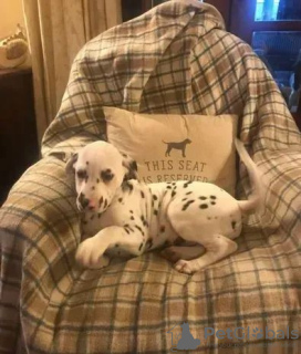 Photo №1. dalmatian dog - for sale in the city of Kiev | 400$ | Announcement № 18215