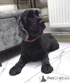 Photo №3. English cocker spaniel Danya is looking for a home.. Russian Federation